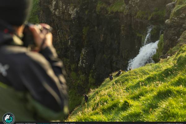 A tu per tu con i Puffin alle Faroe