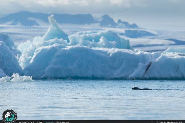 Foche alla laguna glaciale