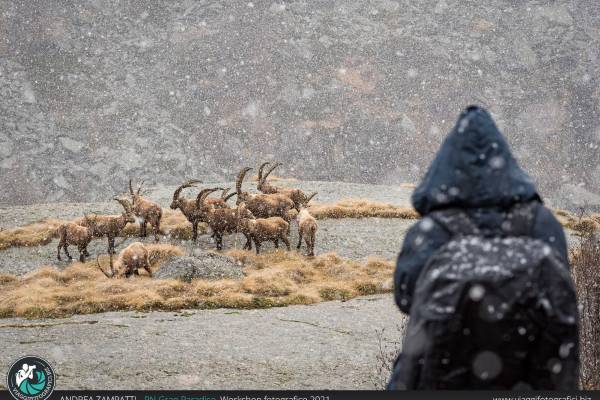 workshop di animali in gran paradiso