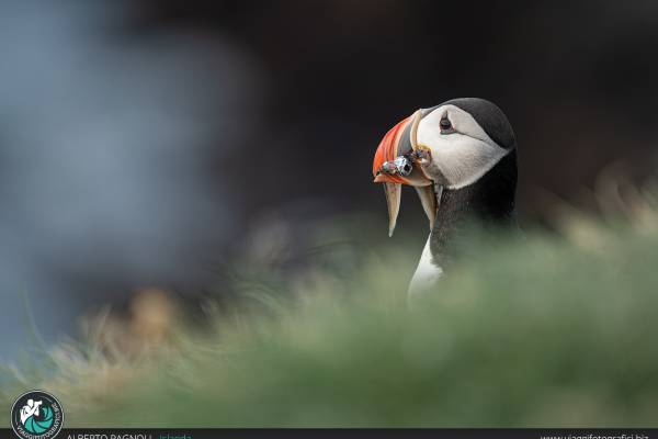 fotografare i puffin in islanda