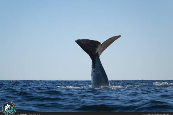 Whale watching andenes