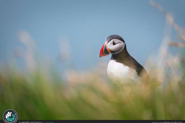 escursione per fotografare i puffin