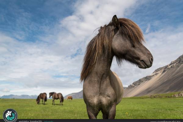 cavalli islandesi