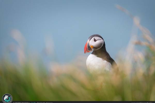 Fotografare i puffin alle Faroe