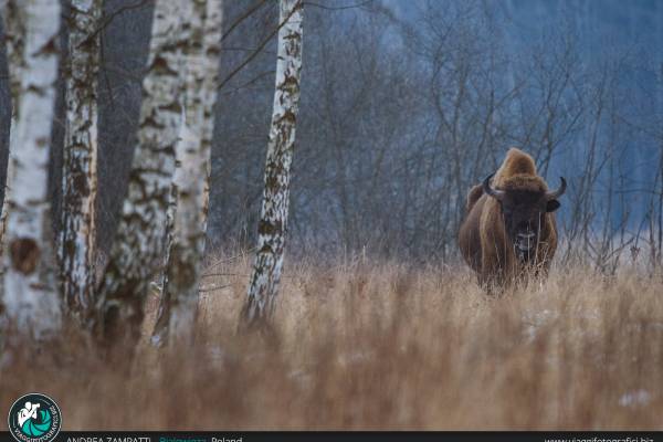 Il Bisonte fotografato nella foresta di Bialowieza in Polonia