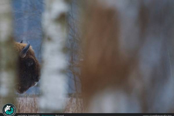 Particolare dell'enorme testa di un bisonte europeo, ambientato nella grande foresta di Bialowieza in Polonia