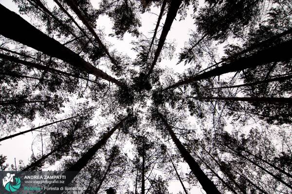 Fotografia dei tantissimi alberi che vivono nella foresta di Bialowieza, in Polonia