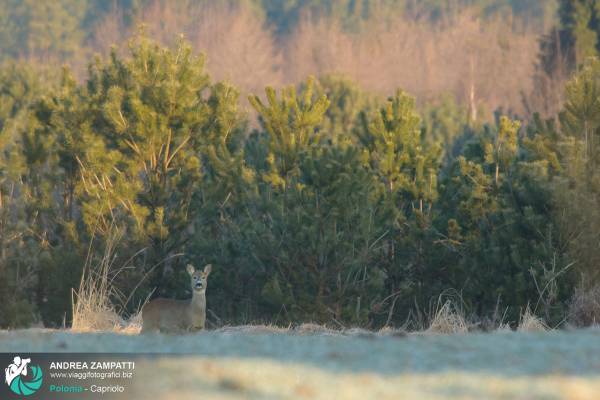 Foto di un bellissimo Capriolo immortalato in Polonia