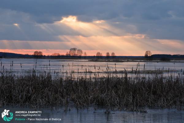 Foto spettacolare del tramonto roseo al Parco Nazionale di Biebrza, Polonia
