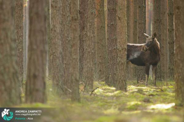 Esemplare di Alce in Polonia nel Parco Nazionale di Biebrza