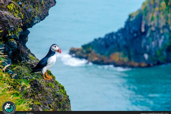 Puffin Islanda