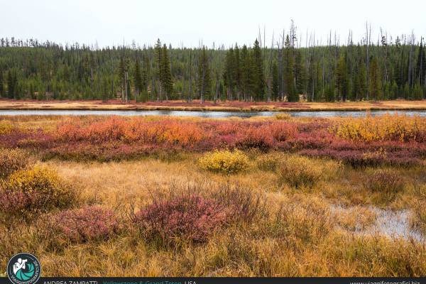 Haiden Valley - Le verdeggianti valli di Yellowstone, veri e propri paradisi naturali per avvistare animali selvaggi.