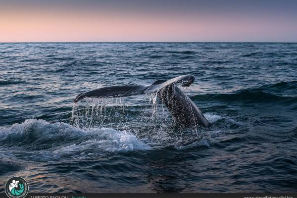 Whale Watching: escursioni marine per avvistare e fotografare le balene