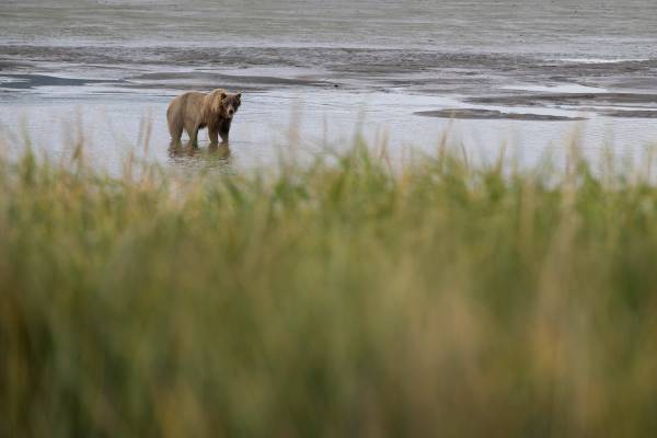 Alaska: tra orsi, ghiacciai e colori autunnali