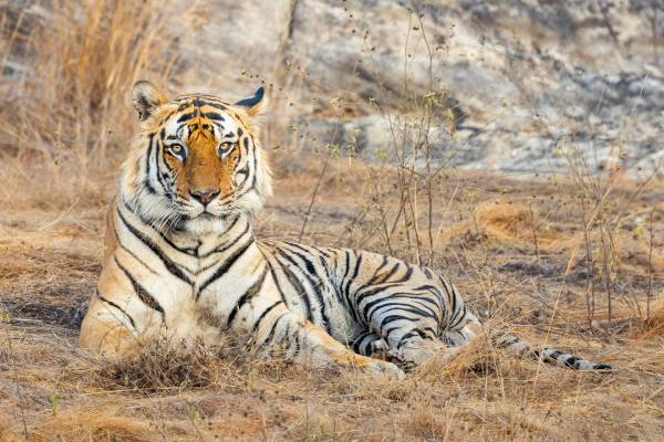 India Wildlife: sulle tracce della Tigre del Bengala
