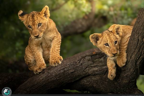 Wild Sudafrica: non solo Big Five