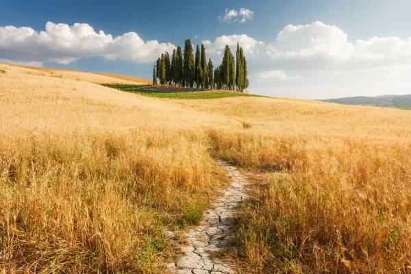 Workshop fotografico in Val d'Orcia: estate