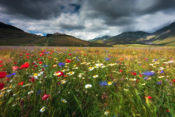 Workshop fotografico fioritura di Castelluccio.