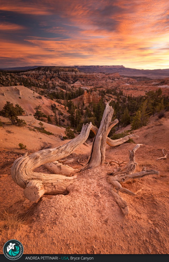 Alba e albero al Bryce