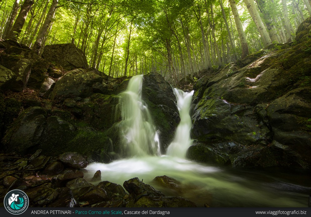 Alberi e cascate