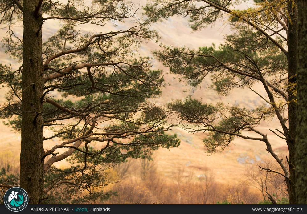 Alberi e forme delle Highlands