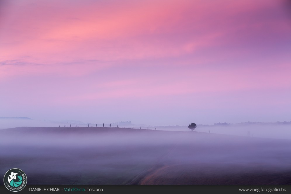 Alberi solitati, Val d'Orcia.