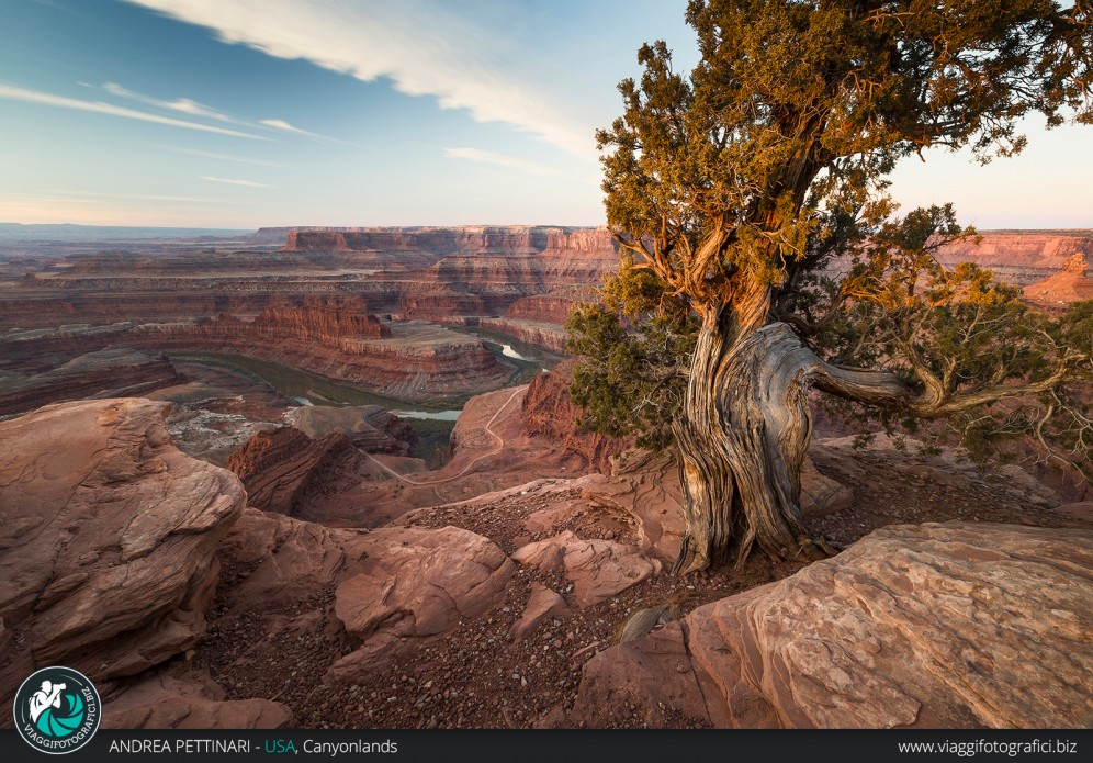 Albero al Dead Horse Point