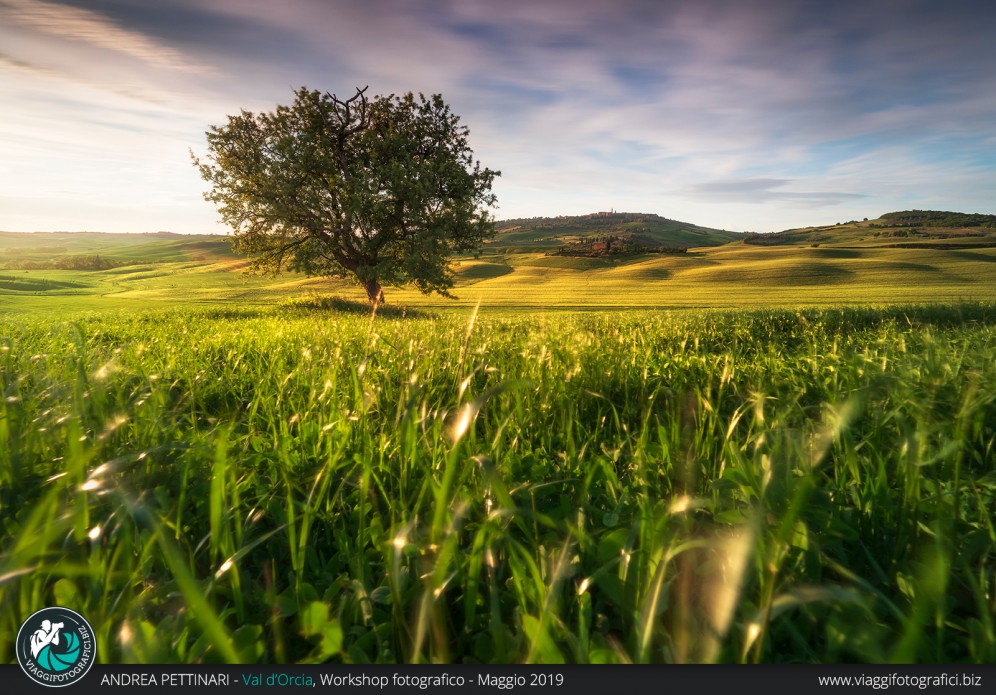 Albero al tramonto