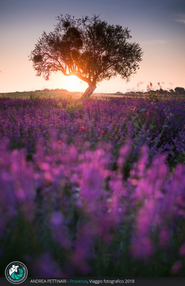 Albero all'alba