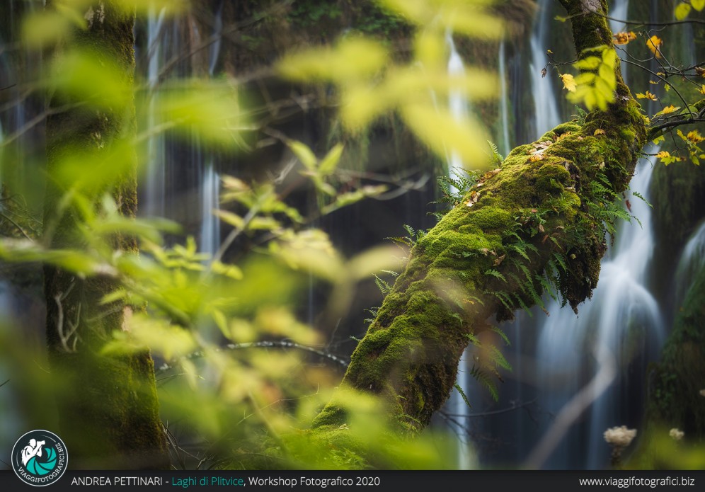 Albero e cascate a Plitvice
