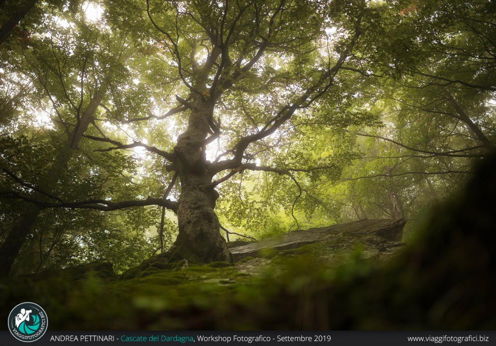 Albero e luce