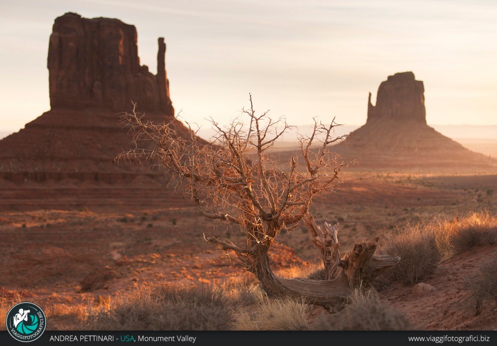 Albero e Monument Valley