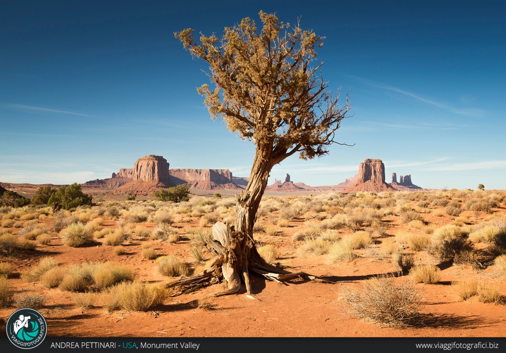 Albero solitario alla Monument Valley.