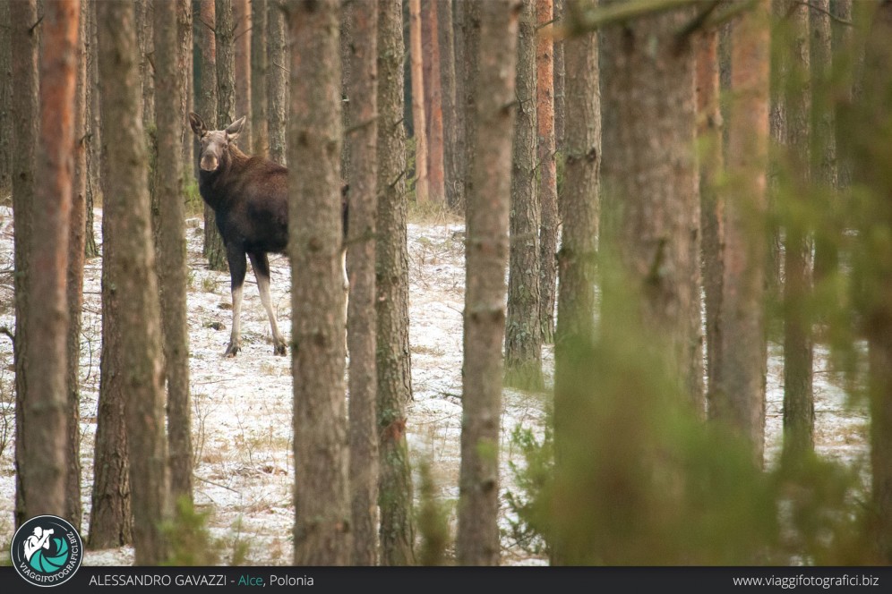 Alce Polonia con viaggi fotografici.