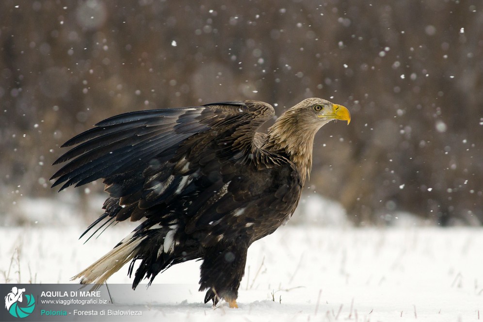 Aquila di mare sotto la neve.