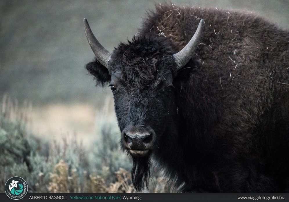 Bisonte americano a Yellowstone.