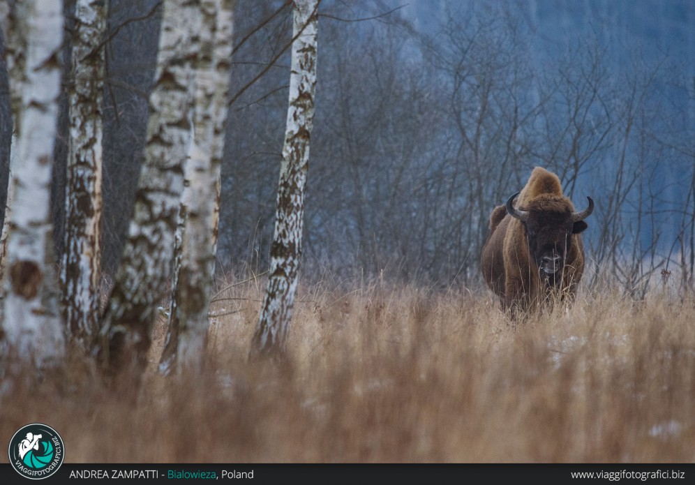 Il Bisonte fotografato nella foresta di Bialowieza in Polonia