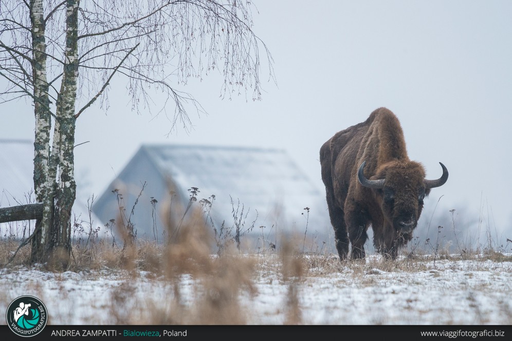 Un bisonte fotografato nella Foresta di Bialowieza durante un viaggio naturalistico!