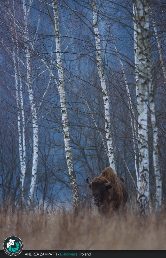 Bisonte immortalato a Bialowieza nella foresta durante il viaggio fotografico naturalistico Wild Poland