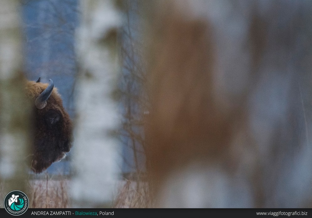 Particolare dell'enorme testa di un bisonte europeo, ambientato nella grande foresta di Bialowieza in Polonia