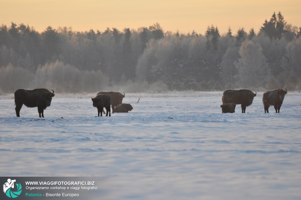 Bisonti Europei in Polonia, nella Foresta di Bialowieza