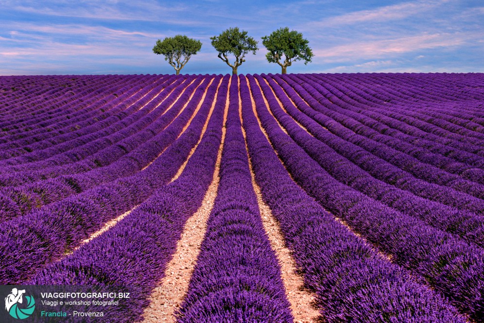 Campi di lavanda in provenza.