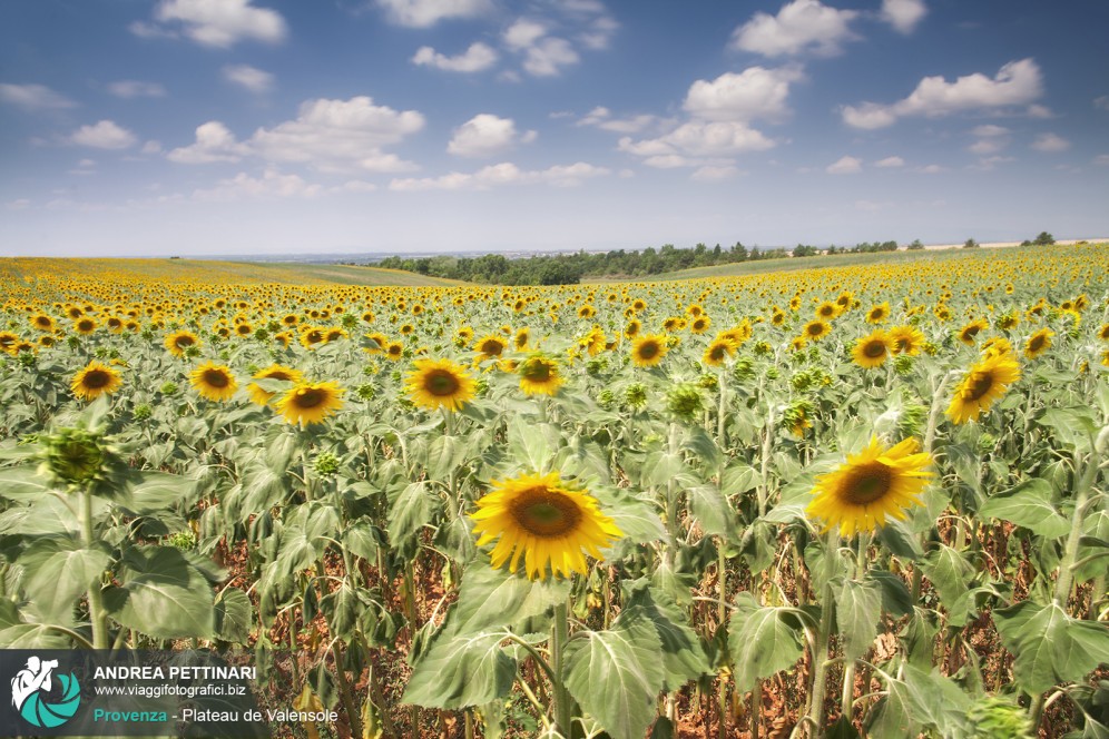 Campo di girasoli