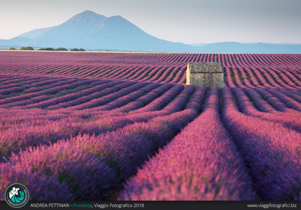 Casa tra la lavanda