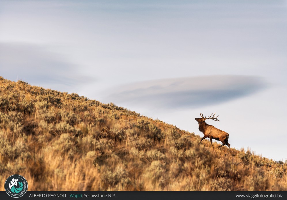 Cervo Wapiti a Yellowstone.