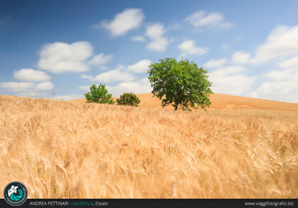 Colline alberi e luce