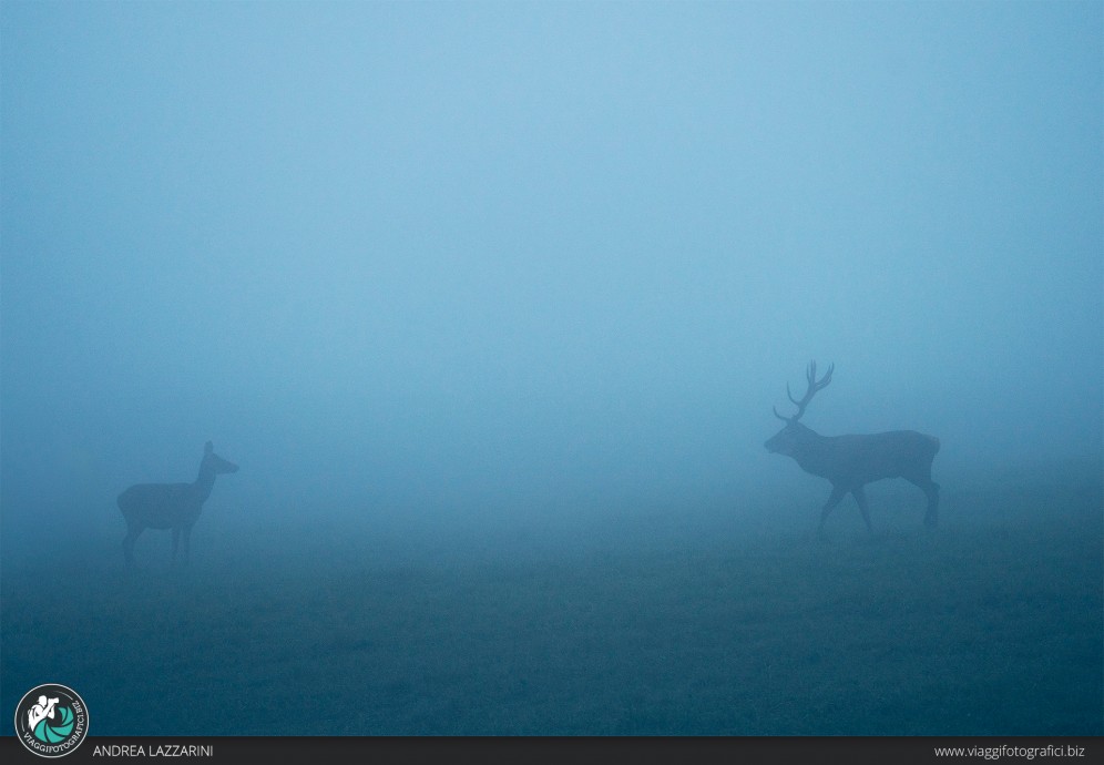 Couple: cervi nel bramito a Pian del Cansiglio