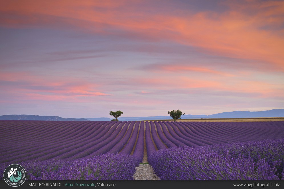 Distese di Lavanda, piana di Valensole.