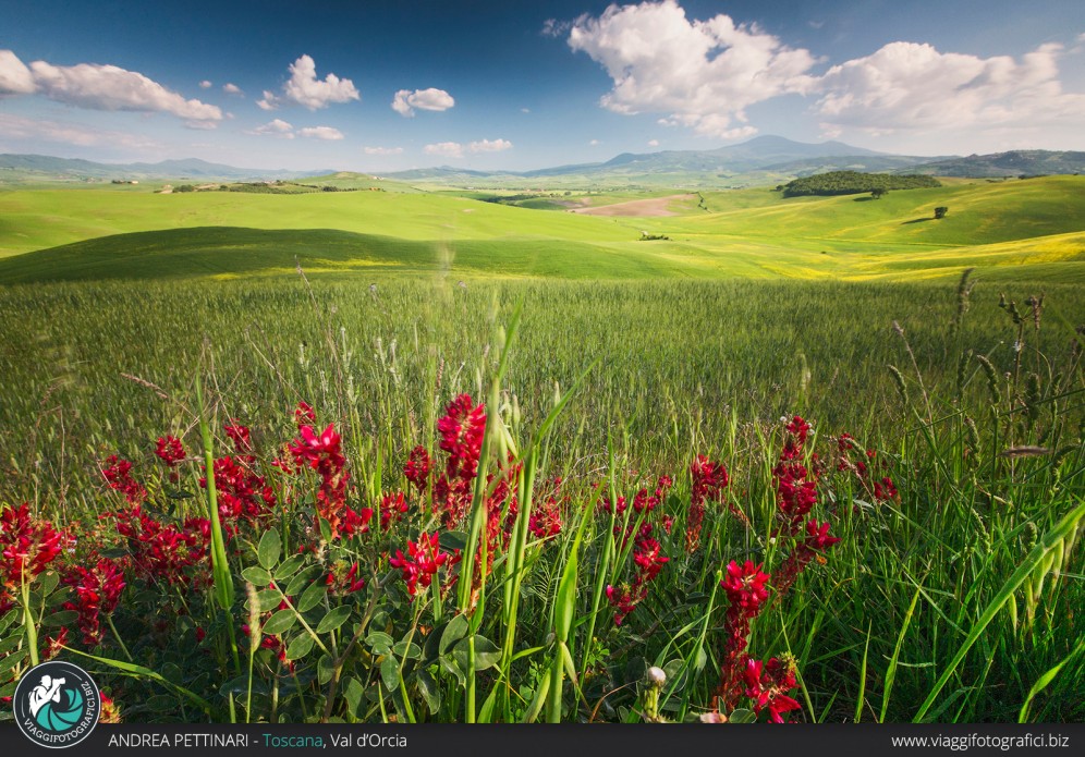 Fiori e Colline