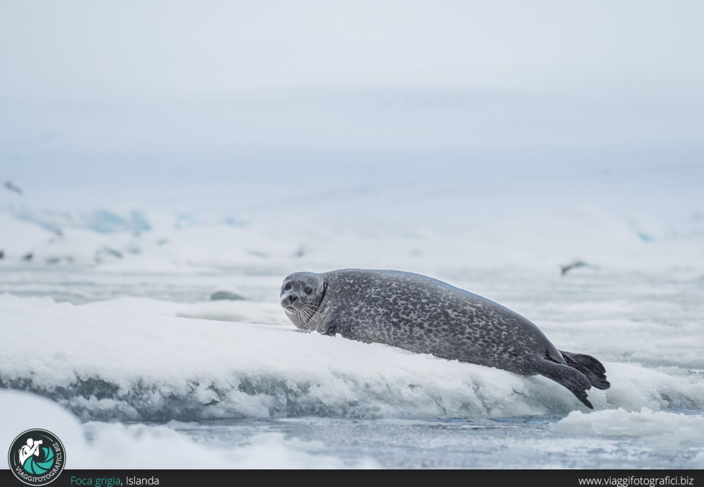 Foca grigia Islanda.